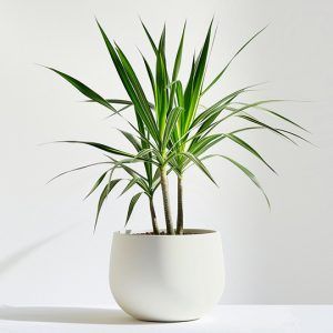 Desert Bloom (Copy)